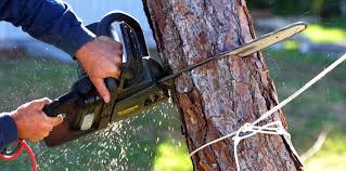 How Our Tree Care Process Works  in  Ninety Six, SC
