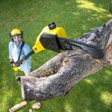 Trusted Ninety Six, SC Tree Care Experts