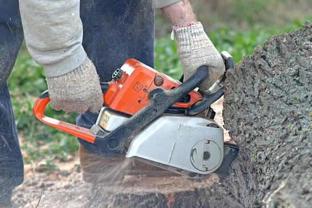 Best Soil Testing and Treatment  in Ninety Six, SC