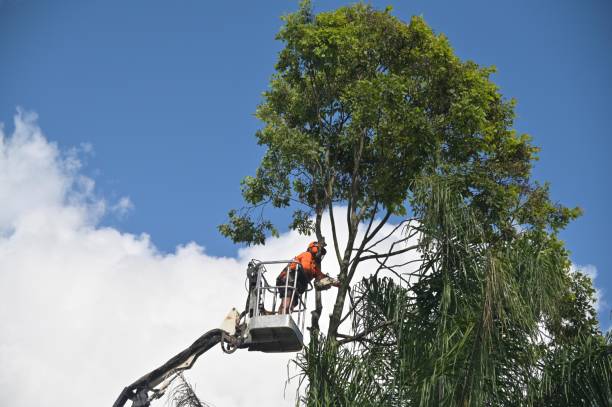 Best Pest Control for Lawns  in Ninety Six, SC